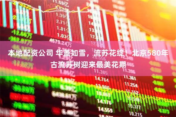本地配资公司 华盖如雪，流苏花绽！北京580年古流苏树迎来最美花期